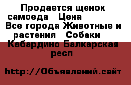 Продается щенок самоеда › Цена ­ 15 000 - Все города Животные и растения » Собаки   . Кабардино-Балкарская респ.